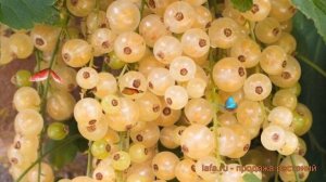 Смородина белая Смольяниновская 🌿 обзор: как сажать,