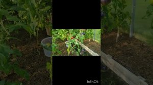 Сорта томатов Бычье сердце компакт и Синяя груша 🍐.