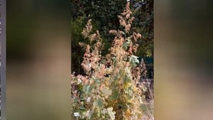 МАКЛЕЙЯ, или БОККОНИЯ MACLEAYA (BOCCONIA) сем. Маковые