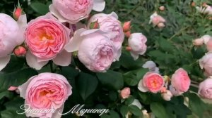 Цветение роз в июне 2023. Часть 3