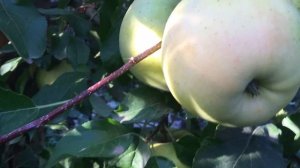 Яблоня Луна и Опал