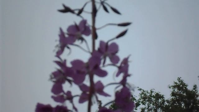 Пчела лакомиться Иван-чаем! #ГужевTV смотреть онлайн