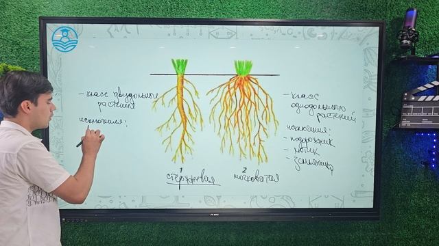 Биология | Корень растения | Урок 4