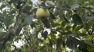 Фруктовый сад