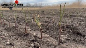 Посадка Шиповника. Питомник Аромат-роз. Каталог Осень