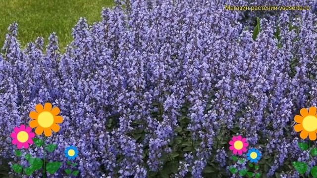 Котовник фассена Персиан Блю. Краткий обзор, описание смотреть онлайн