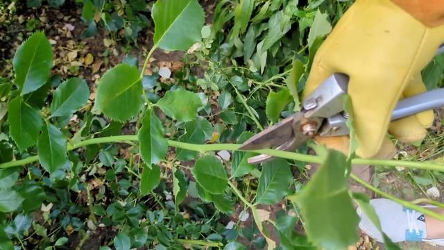 ПОСЛЕДНЯЯ ОБРЕЗКА РОЗ. Обкромсала по полной программе смотреть онлайн