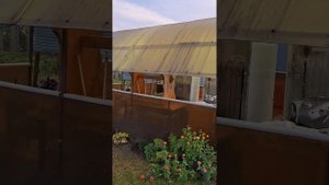 Мои новые цветы - Лютик азиатский (ранункулюс) .Воскрес