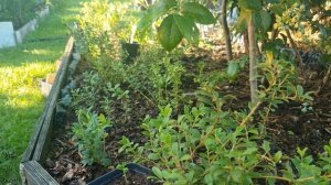 Что надо знать,чтобы успешно выращивать бруснику садо