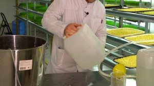 Чем обрабатывать семена пшеницы, чтоб не было плесени?