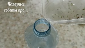 Сажаю листовой салат. Семена проросли, выливаю их на г?