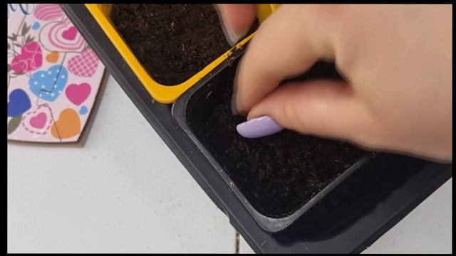 Всходы лобелии смотреть онлайн