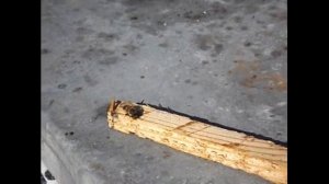 пчелы приносят в  свой улей не только  нектар, прополис