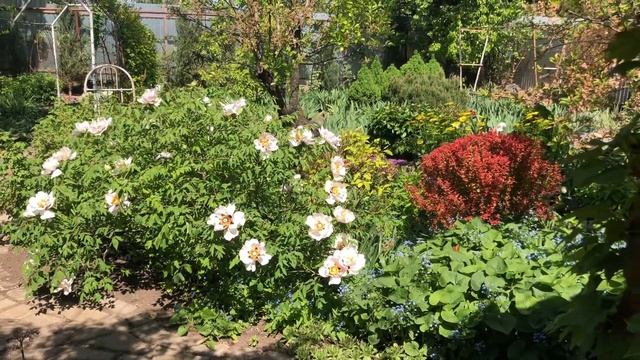 22 апреля 2024.Глициния,пионы древовидный и тонколистный смотреть онлайн