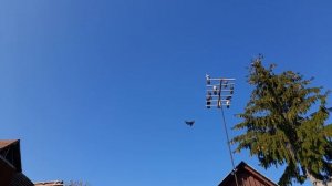 Николаевские голуби на крыше