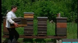 Вывод пчел в Германии,особености разведения пчел
