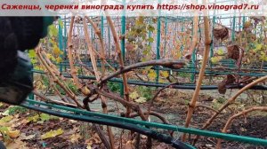 Виноград Полонез 50- формировка наклонного кордона из ?