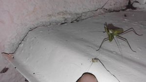 как выглядит богомол, looks like a praying mantis