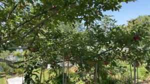 Яблоня сорт Макинтош. Помидоры в тени. Apple tree McIntosh. Tomatoes