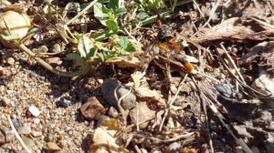 Взаимопомощь у муравьев