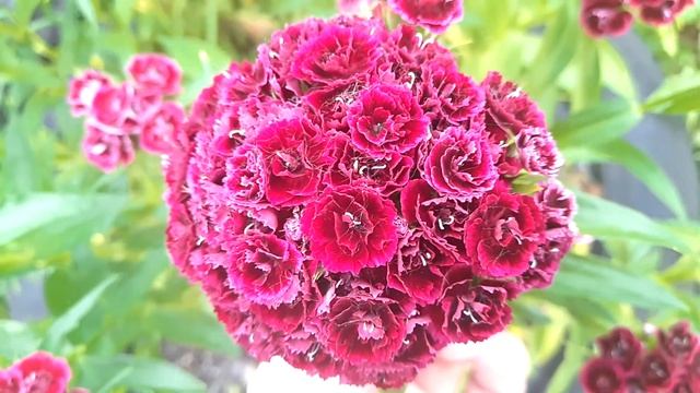 ХОЧЕТСЯ СМОТРЕТЬ И СМОТРЕТЬ КАК РОСКОШНО ЦВЕТЁТ ГВОЗД смотреть онлайн