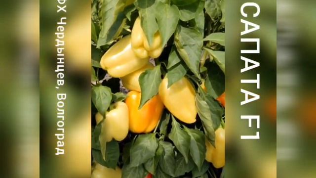 Перец САПАТА F1 - ранний, неубиваемый и урожайный, для п?