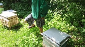 Агрессия пчел на точке. Карника, Бакфаст на пасеке