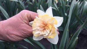 Нарцисс Petit Four (Петит Фо)