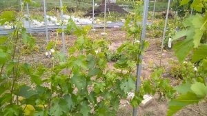 Вторая профилактическая обработка винограда