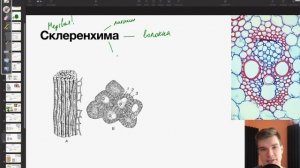 7.8. Механические ткани | Ботаника к ЕГЭ | Георгий Мишуро