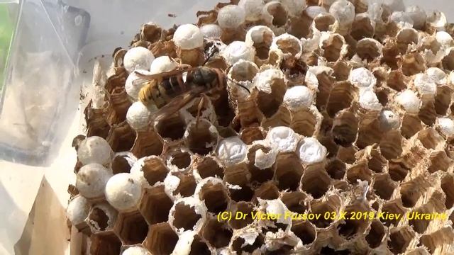 Дрессировка Шершней: Шершни на Солнышке Греются. смотреть онлайн