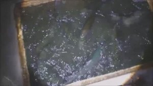 Пополнение садков форелью для дальнейших запусков в основные водоёмы. Клёвое место лосиный остров