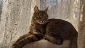 Соня помощница а в уборке и стирке ей равных нет! #котики