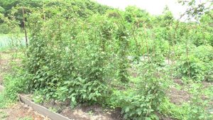 Как вырастить ежемалину Медана Тайбери на даче