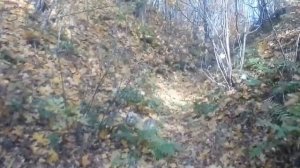 Домашняя грибная мини ферма вешенки.