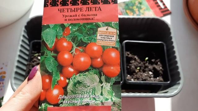 ПОСАДИЛА БАЛКОННЫЕ ПОМИДОРЫ. КАК ВЫРАСТИТЬ ПОМИДОРЫ Н смотреть онлайн