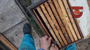 Формирование пчёл  в зиму. Отводки.