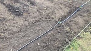 Полив для клубники ( под агроволокно)