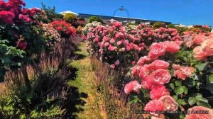 РОЗАРИУМ - штамбовые розы 🌹🌹🌹 Rosen Park Dräger