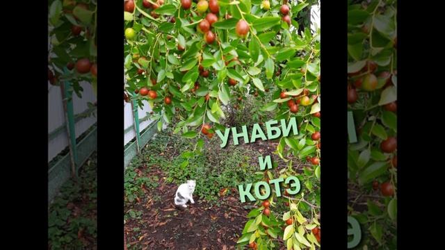 Унаби. Русский финик смотреть онлайн