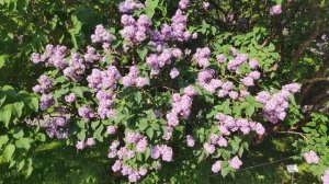 Цветение сирени в Ботаническом саду МГУ. ЭКСКУРСИЯ. FHD6