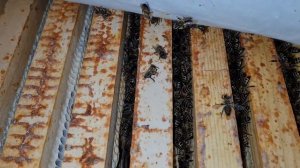 Зимовка пчел в зимовнике. Убрал подушки из улья. Как от