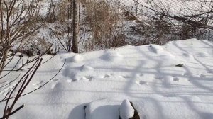 Зимовка экзотов (фейхоа , инжир , гранат ) в открытом гр?