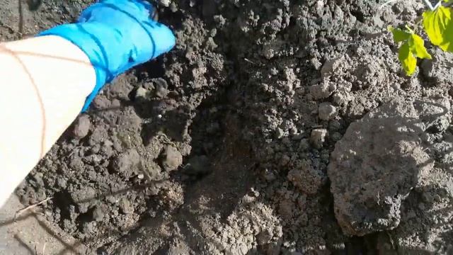 18 как клематискаксажать Как я высаживала клематис в
