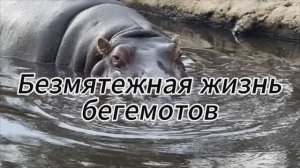 Безмятежная жизнь бегемотов