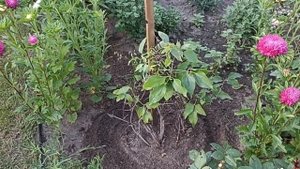 Подготовка клематисов к осени. Правильная обрезка пос