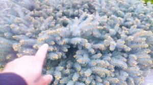 ГОЛУБАЯ ЕЛЬ ГЛАУКА ГЛОБОЗА / Ландшафтный дизайн во дво