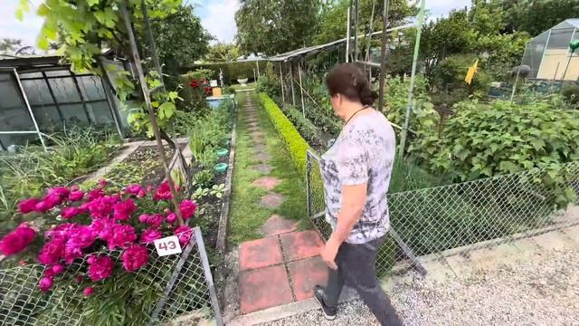 Что то не так с помидорами.Огурцам нужна подкормка.Хло смотреть онлайн