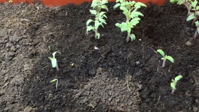 Какие сорта томатов взошли хуже всего? Самыми последн? смотреть онлайн