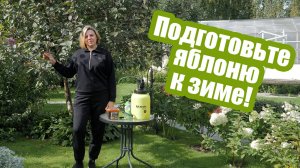 Яблоня осенью 7 главных этапов ухода